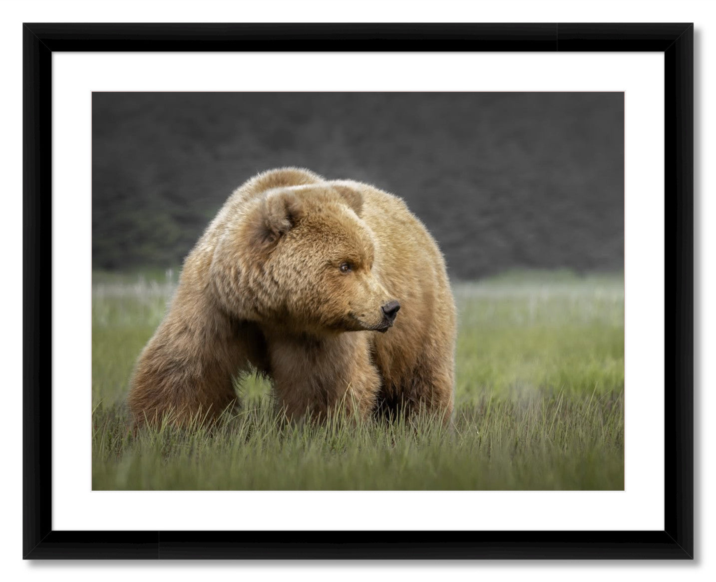 "Bear in the Sedge Grass"