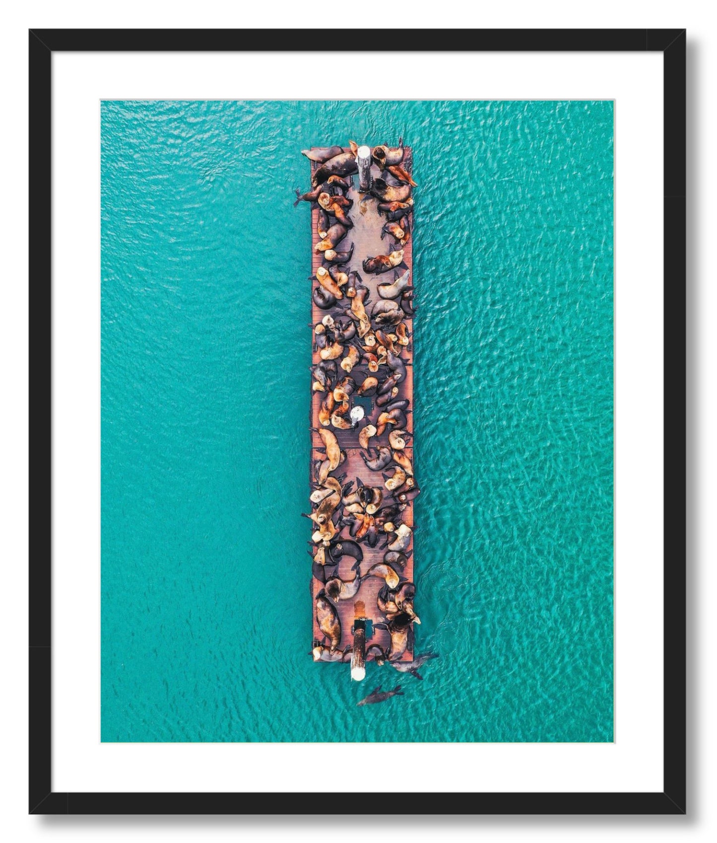 "Lions of Morro Bay"