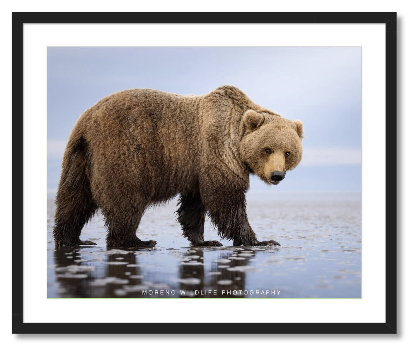 "Mudflats Bear"