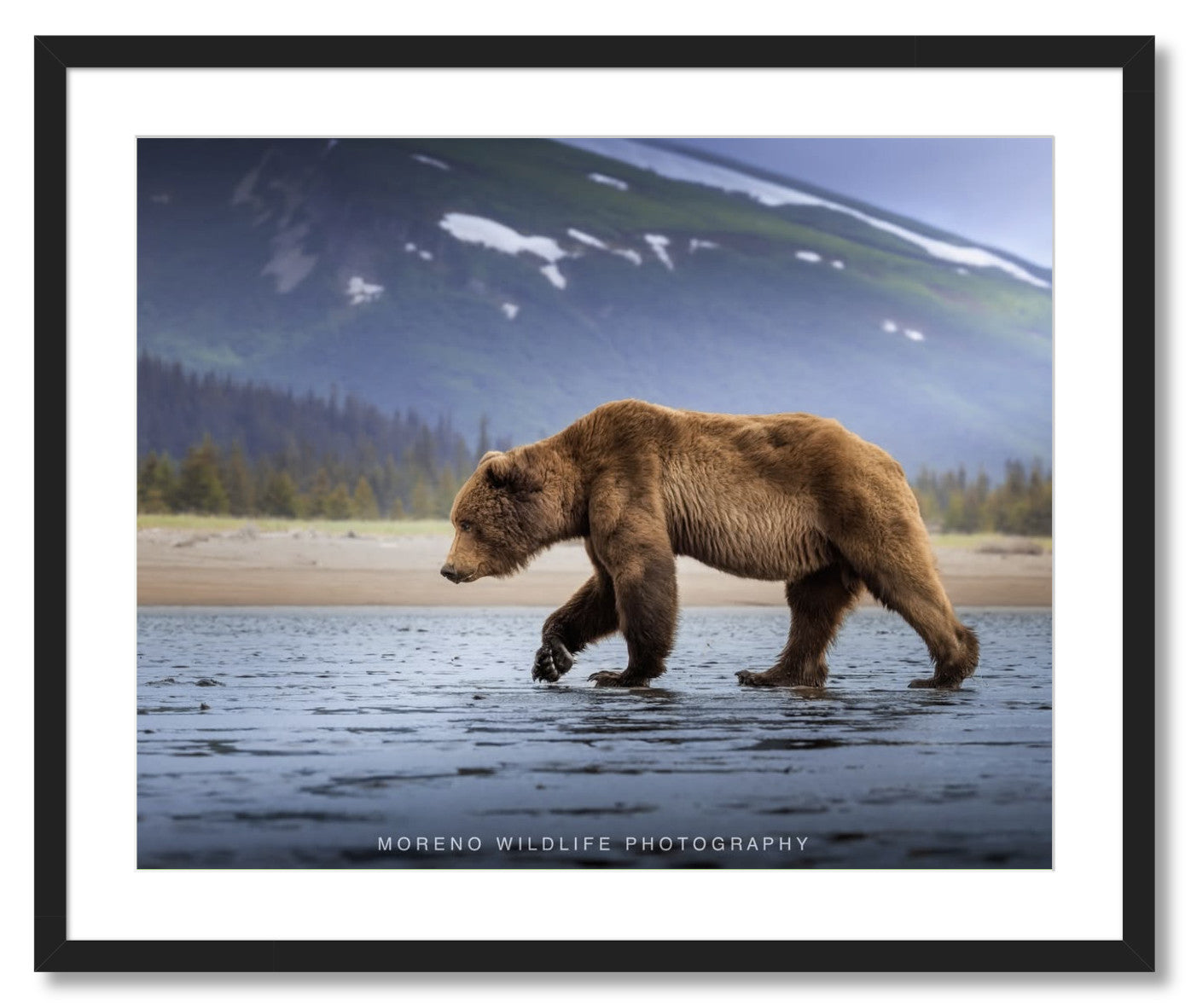"Salt Marsh Bear"