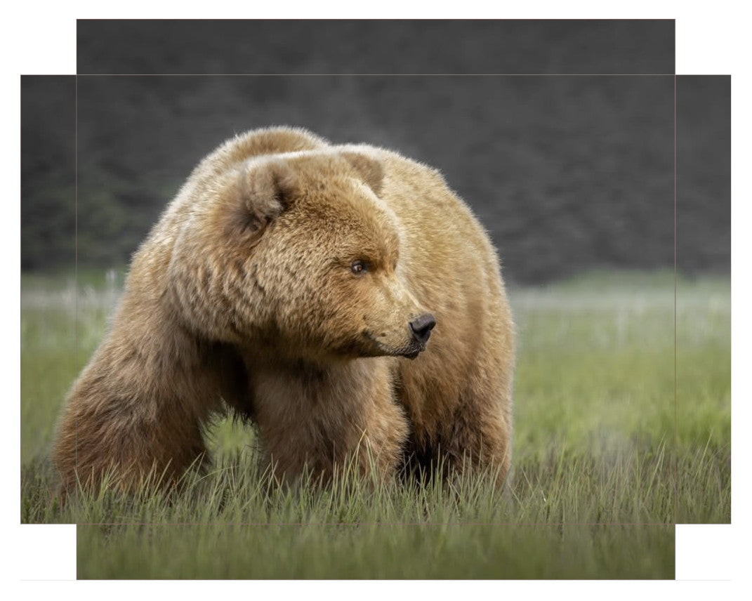"Bear in the Sedge Grass"