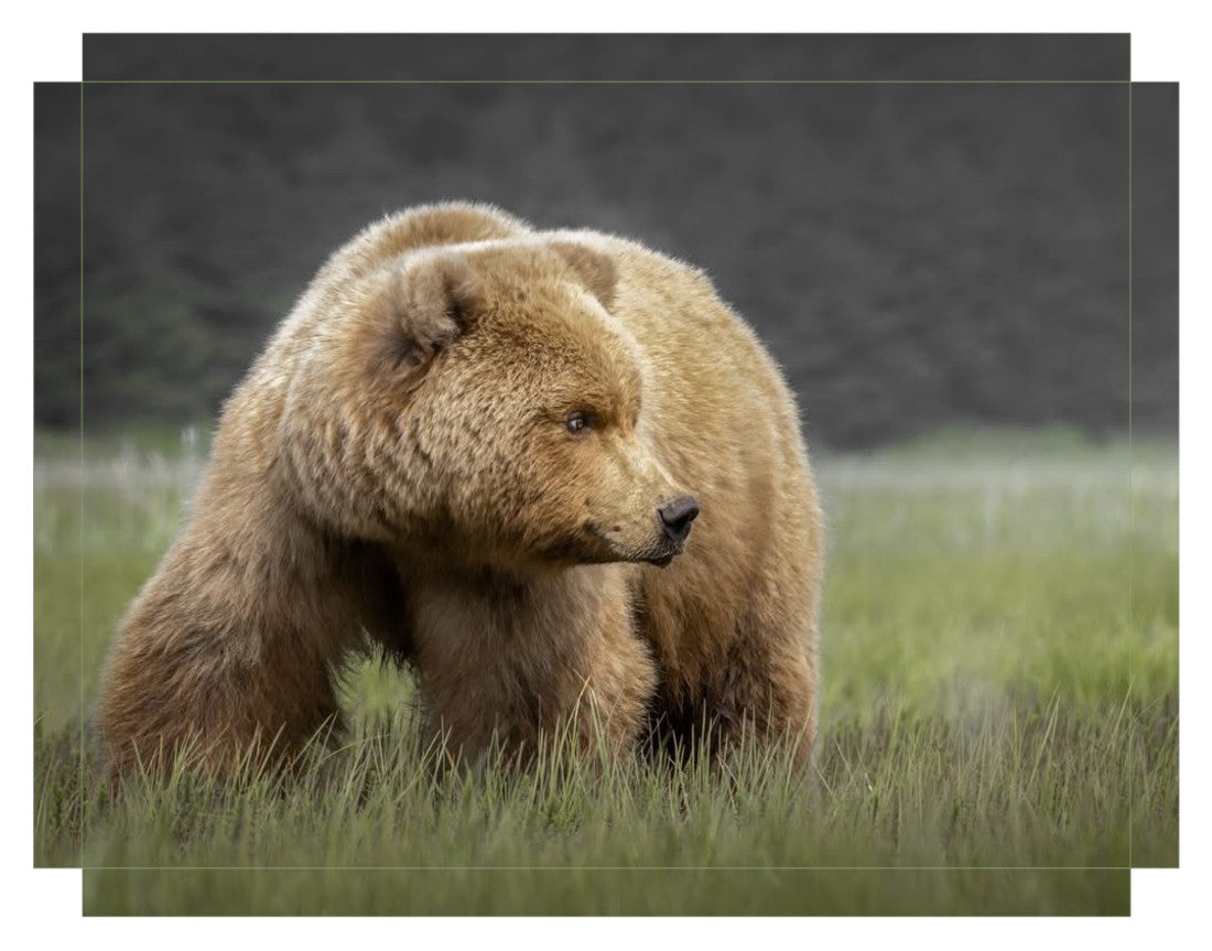 "Bear in the Sedge Grass"