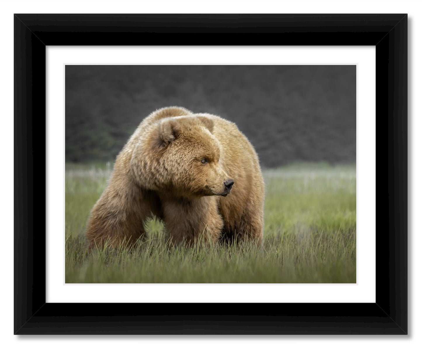 "Bear in the Sedge Grass"