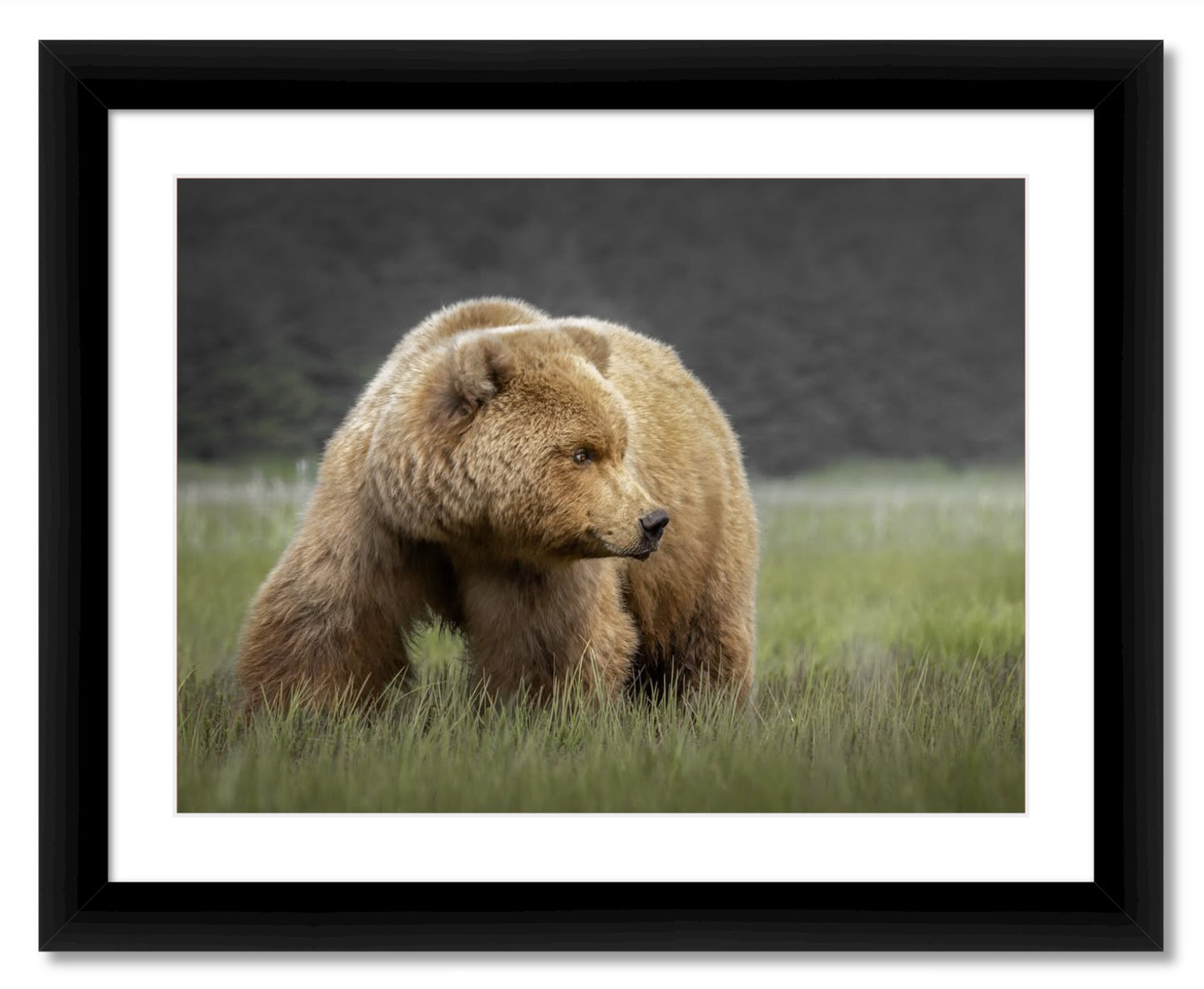 "Bear in the Sedge Grass"