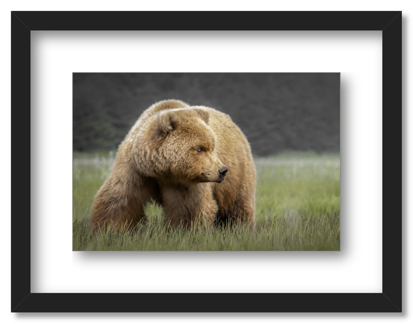 "Bear in the Sedge Grass"