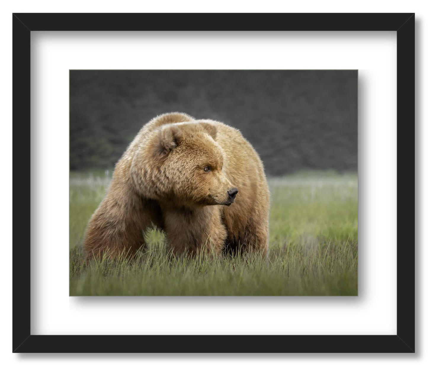 "Bear in the Sedge Grass"