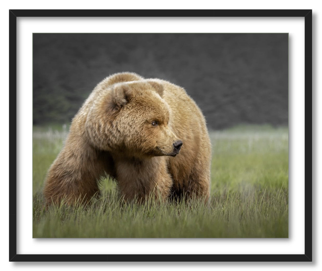 "Bear in the Sedge Grass"