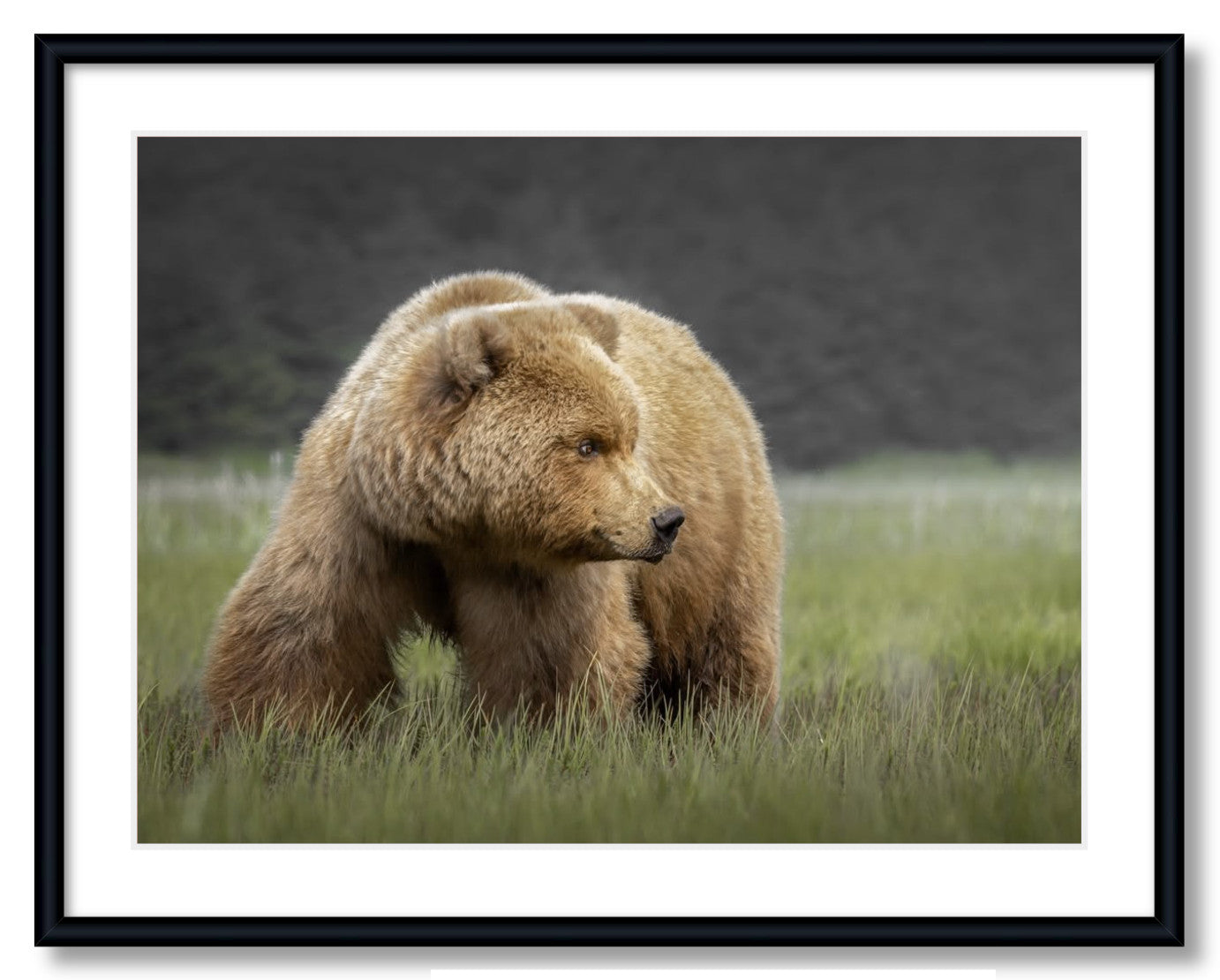 "Bear in the Sedge Grass"