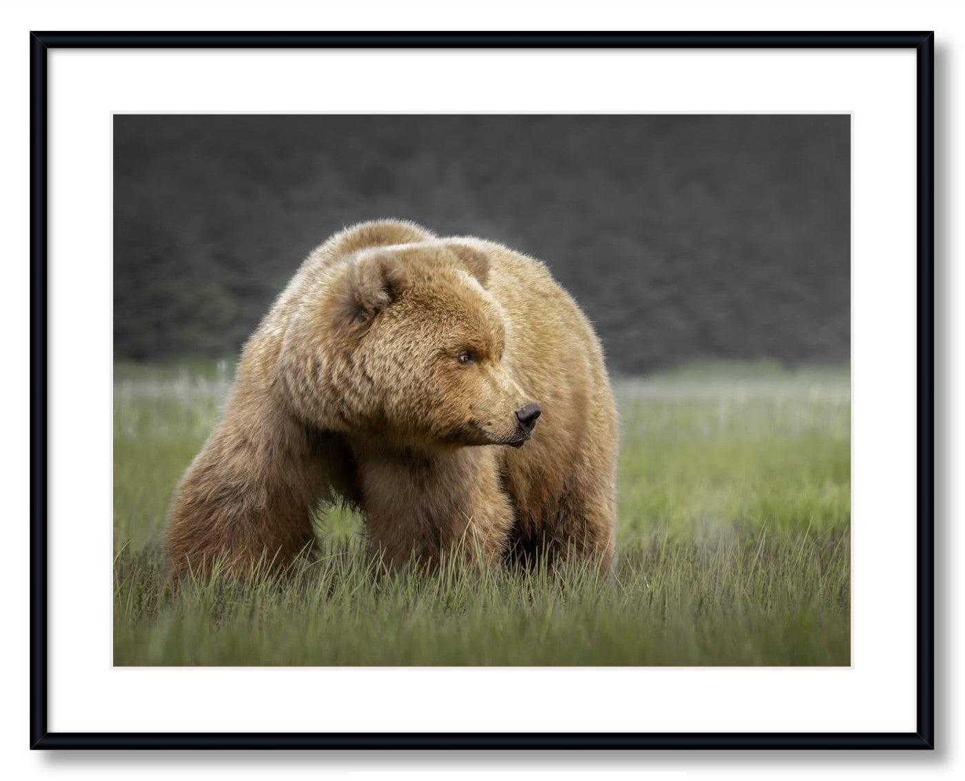 "Bear in the Sedge Grass"