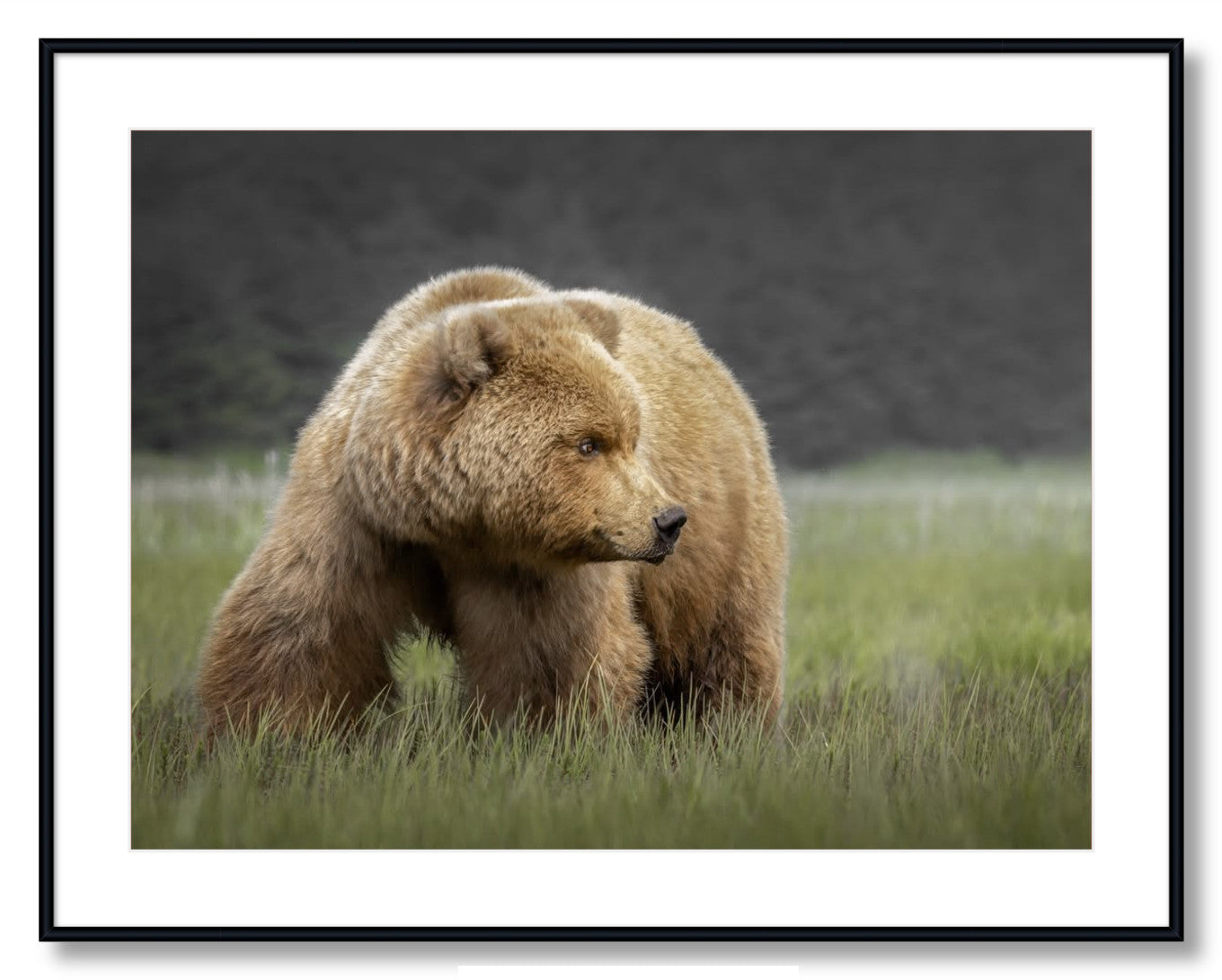 "Bear in the Sedge Grass"