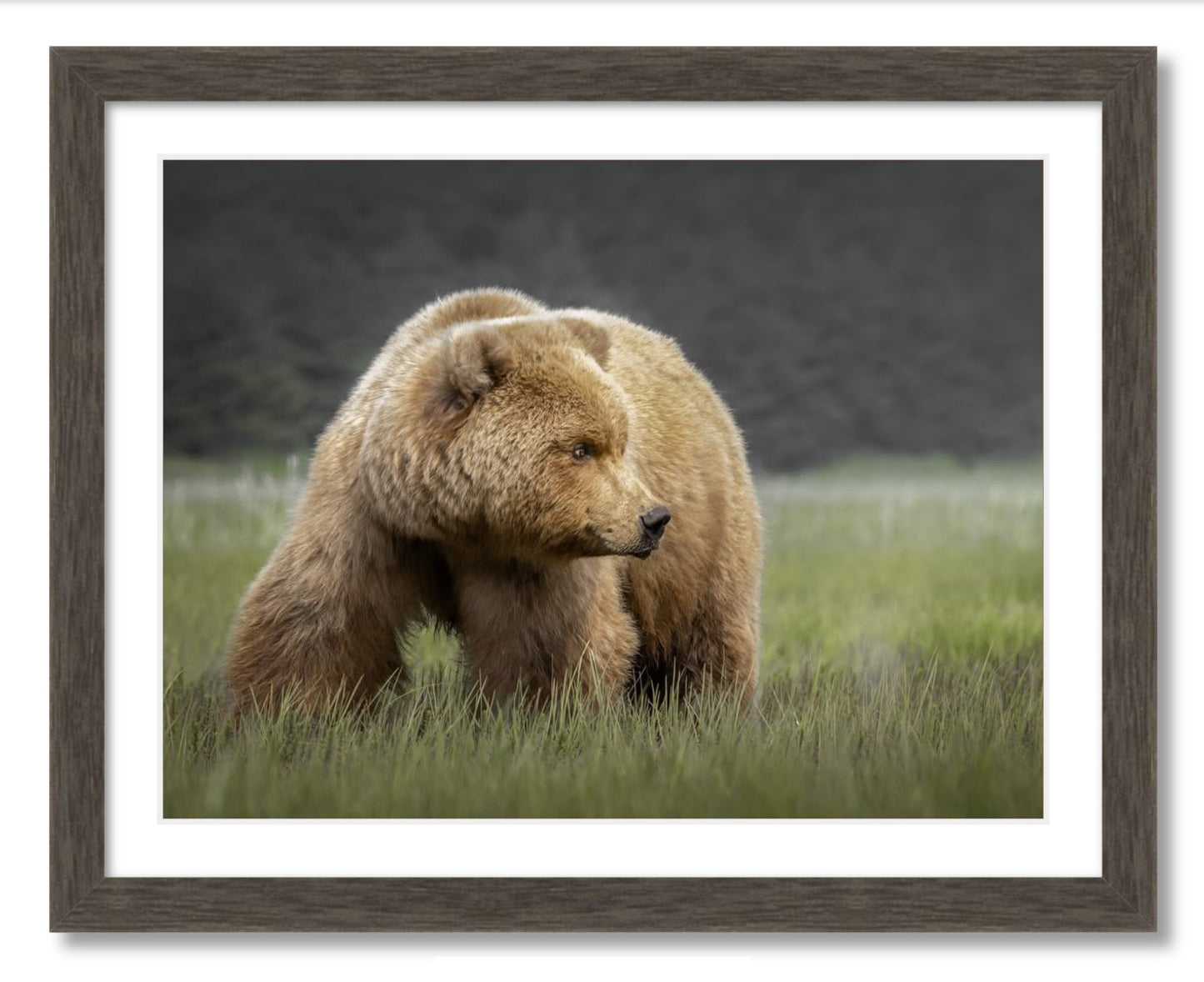 "Bear in the Sedge Grass"
