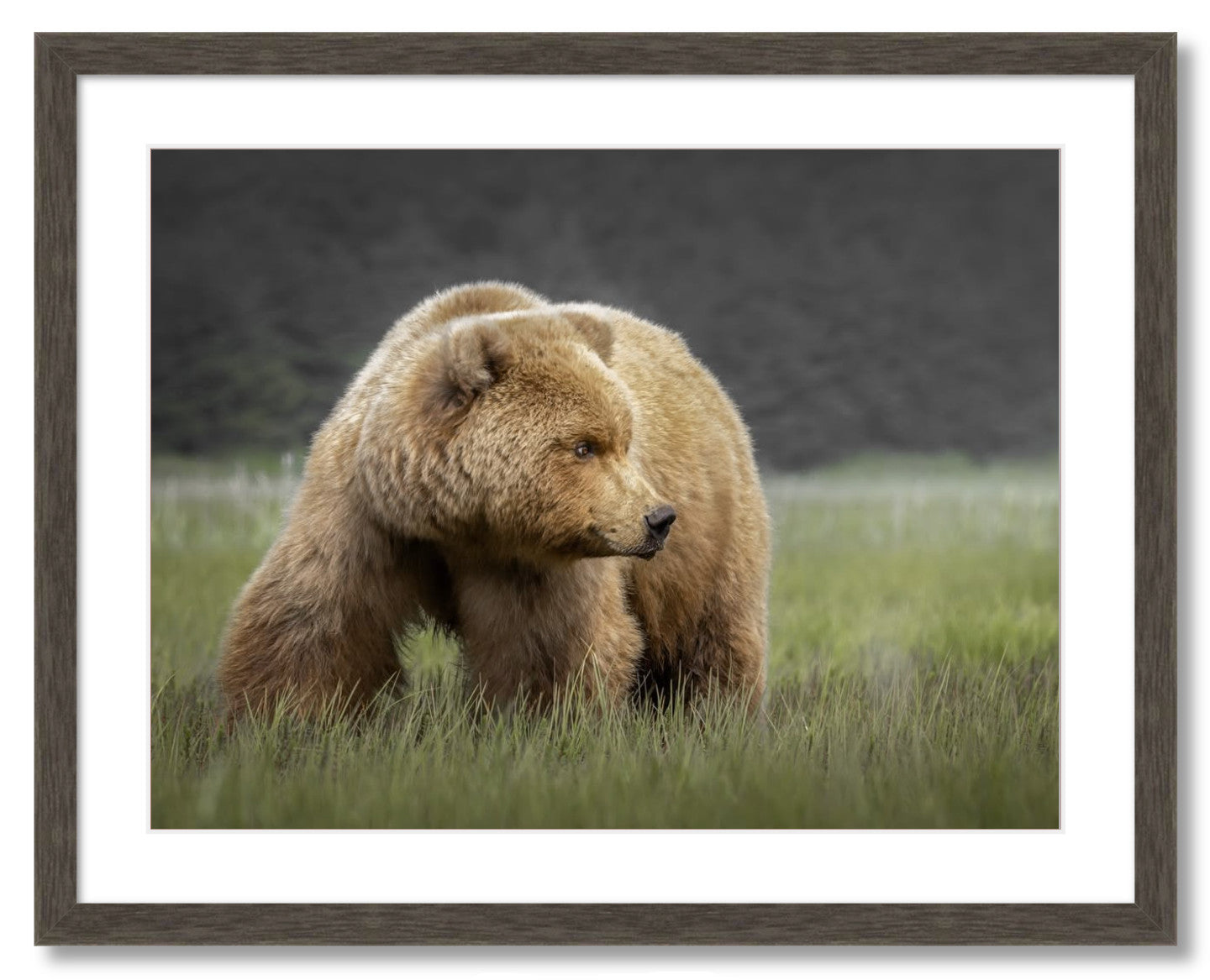 "Bear in the Sedge Grass"