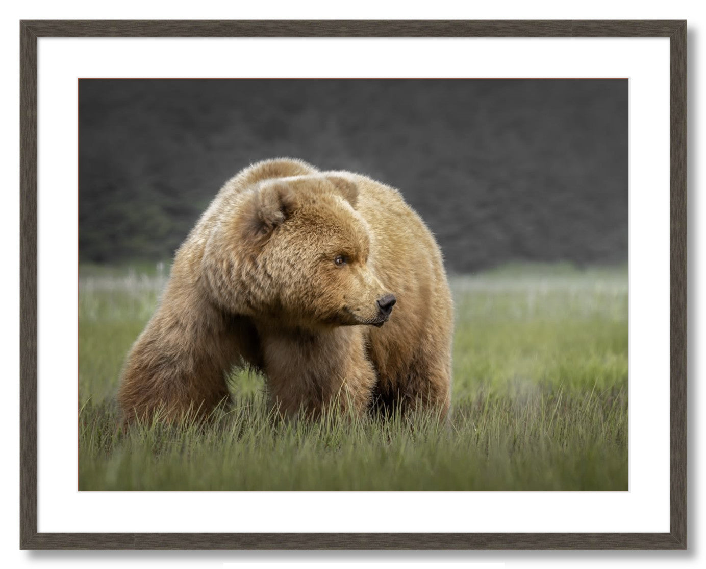 "Bear in the Sedge Grass"