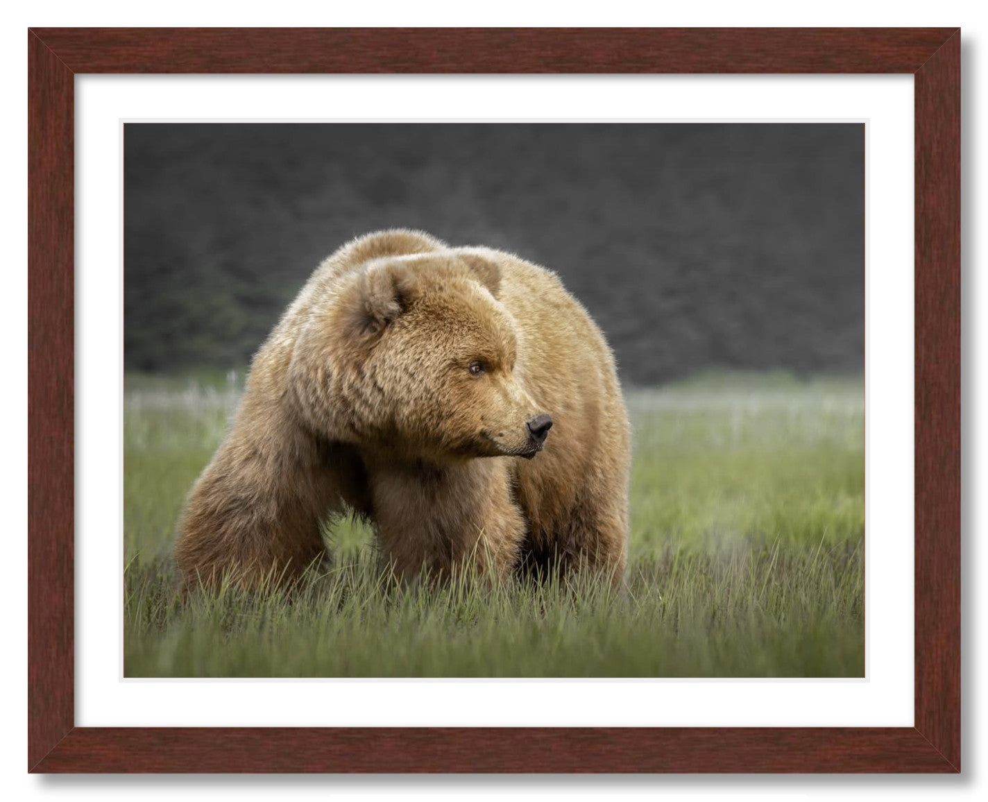 "Bear in the Sedge Grass"