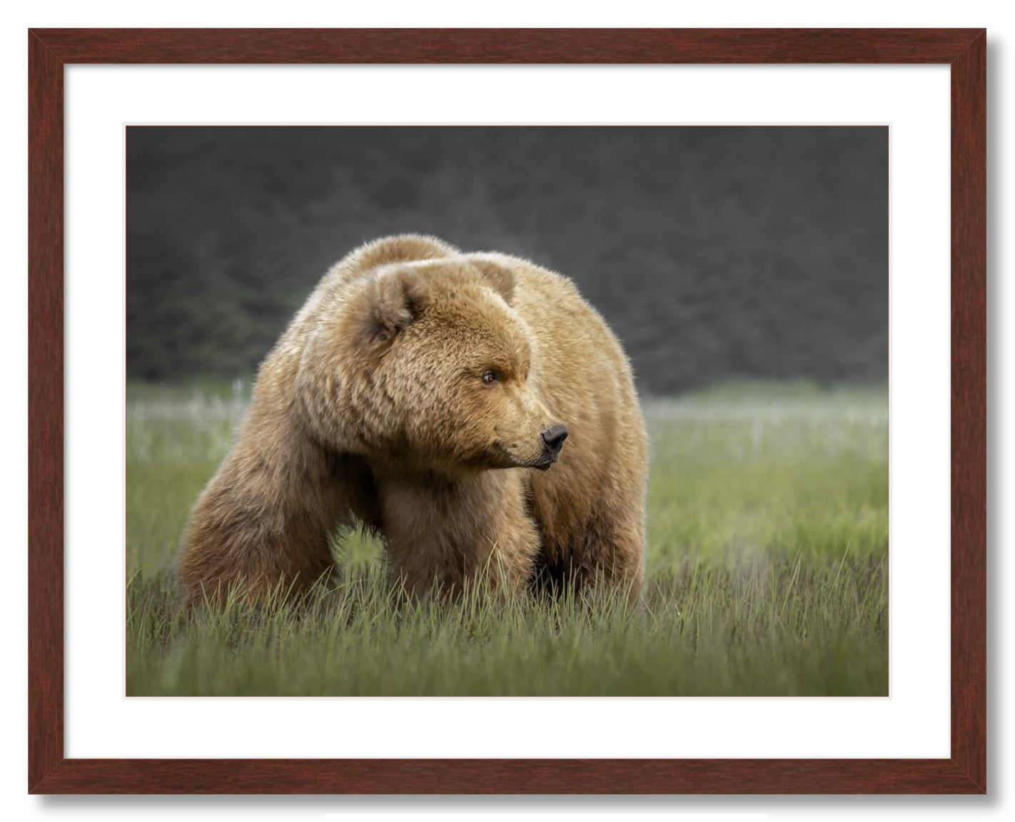 "Bear in the Sedge Grass"