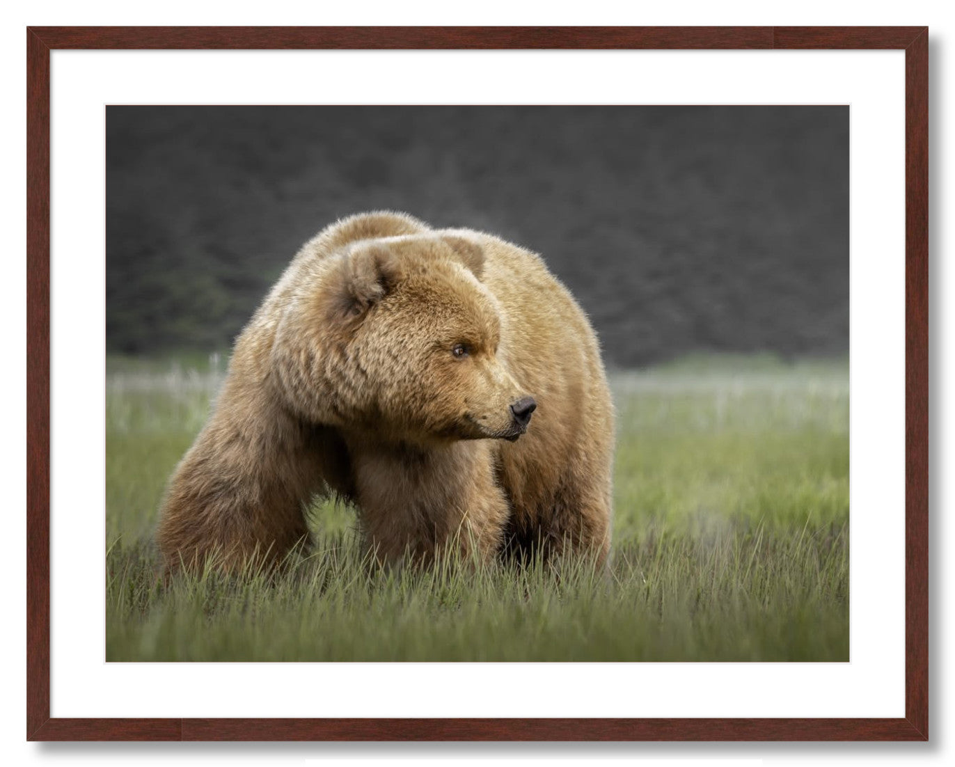 "Bear in the Sedge Grass"
