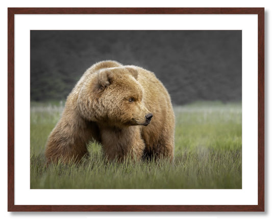 "Bear in the Sedge Grass"