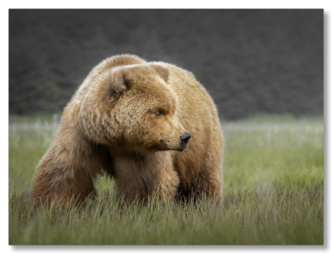 "Bear in the Sedge Grass"