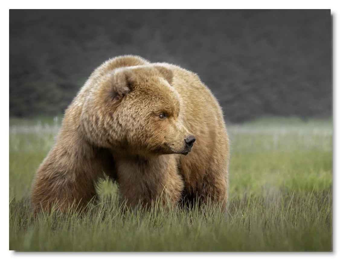 "Bear in the Sedge Grass"