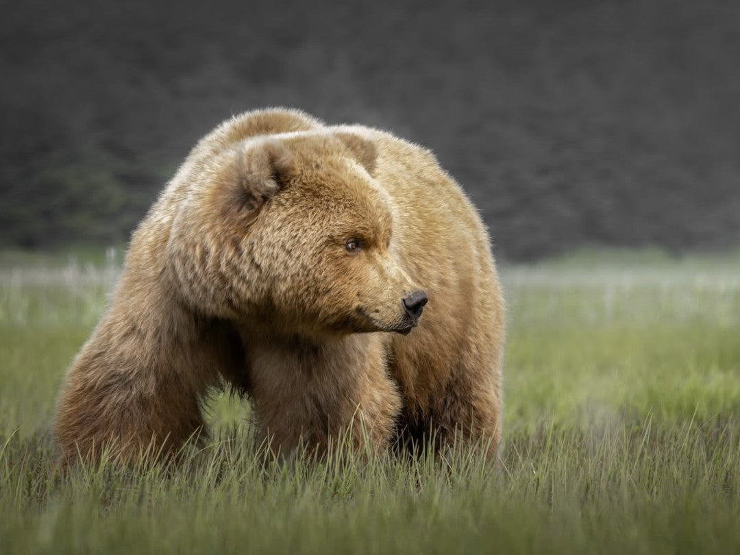 "Bear in the Sedge Grass"