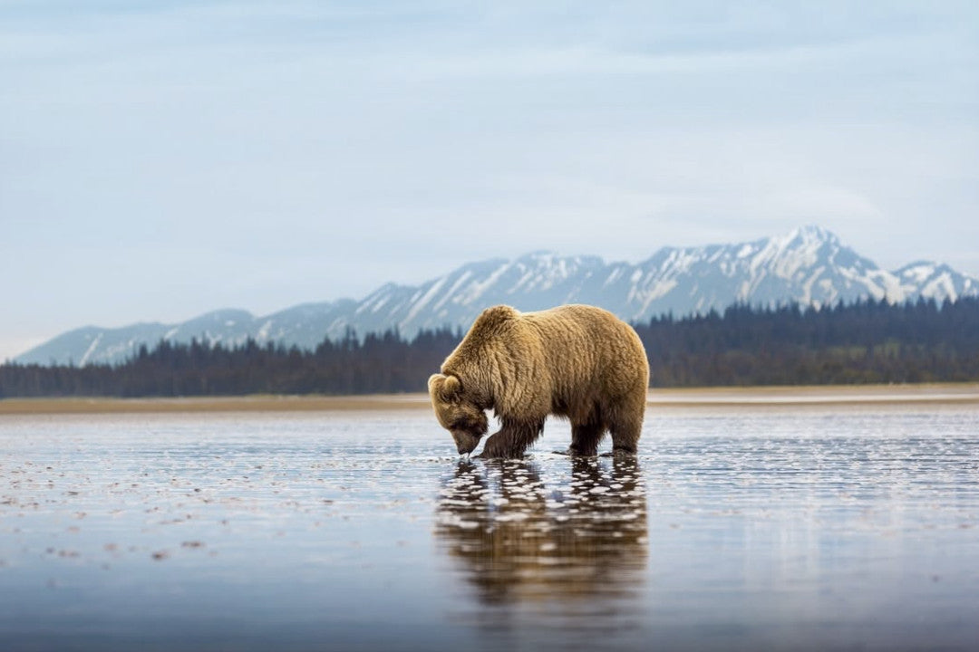 "Digging for Clams"