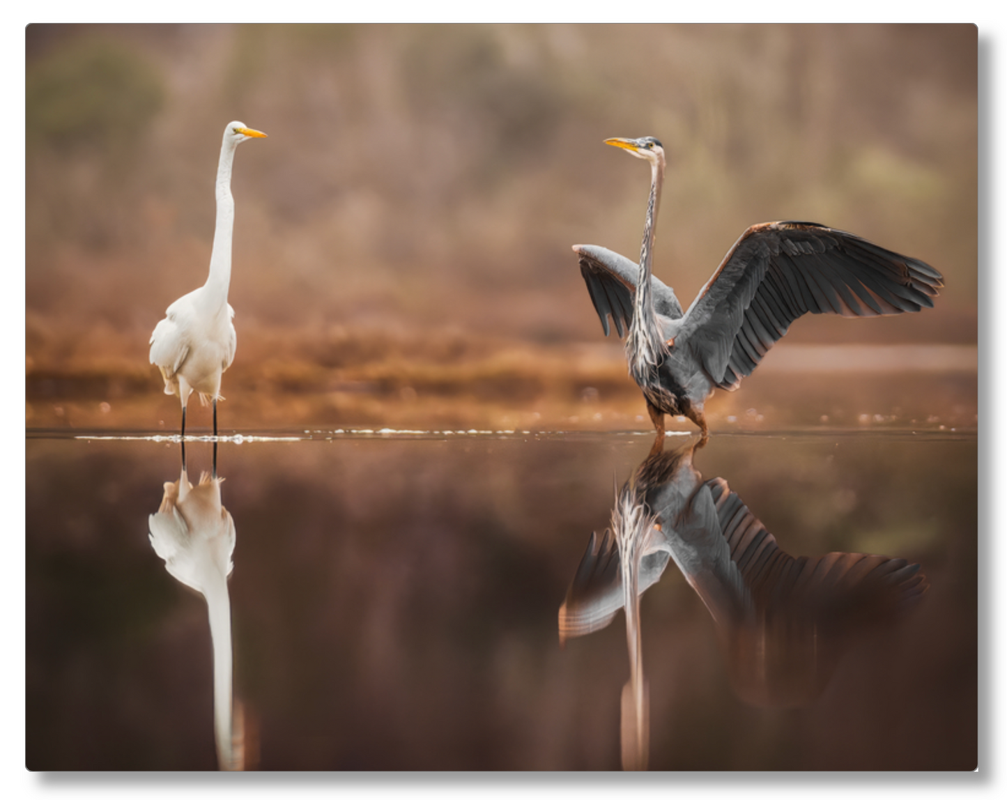 Face Off