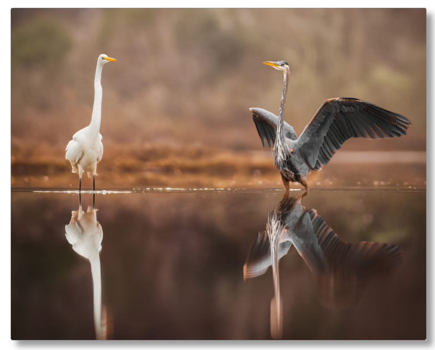 Face Off