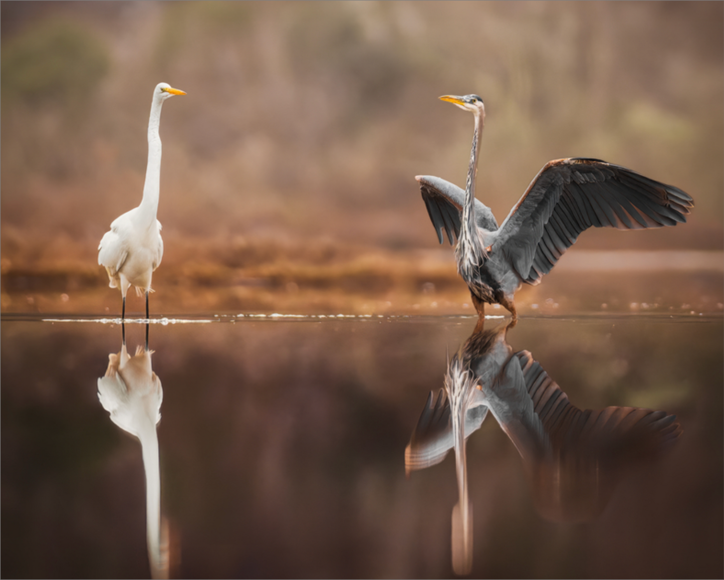 Face Off