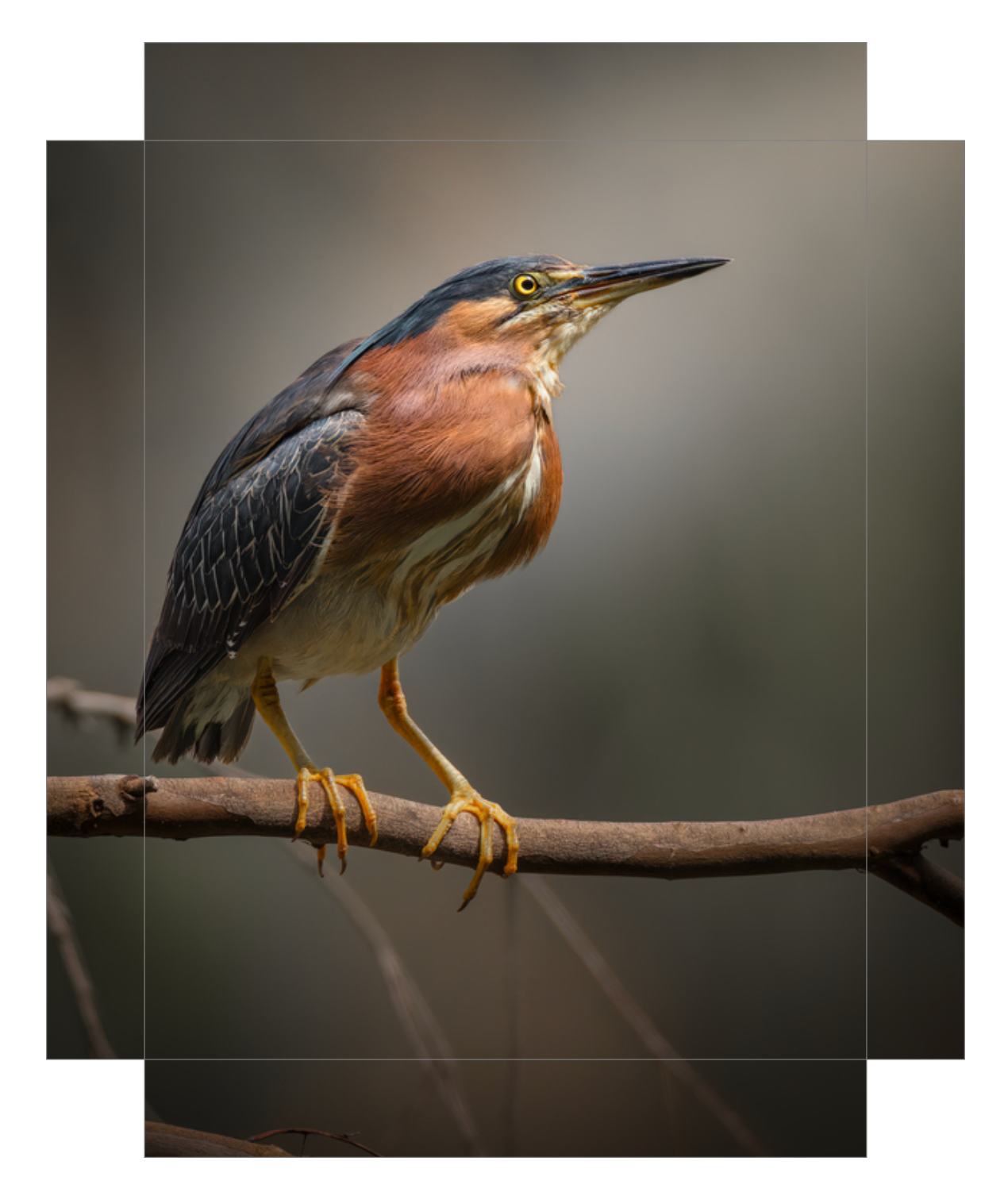 Green Heron Glamour Shot