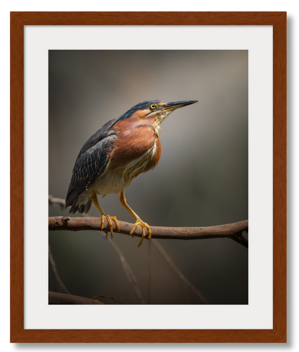 Green Heron Glamour Shot