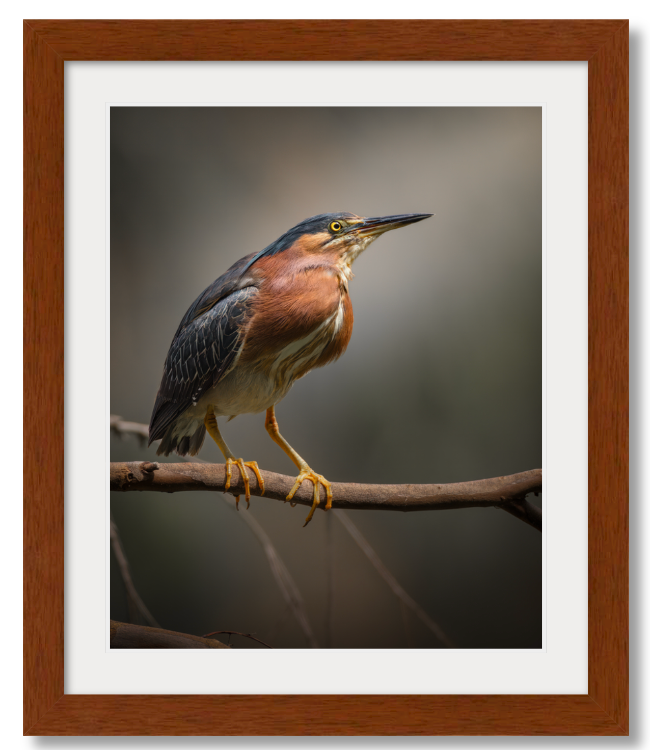 Green Heron Glamour Shot