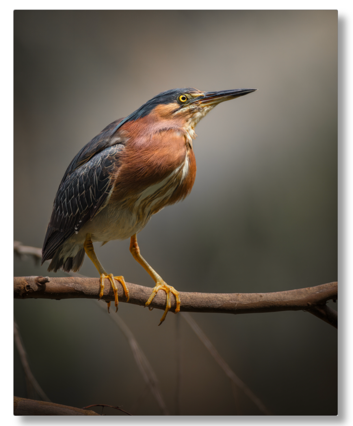 Green Heron Glamour Shot