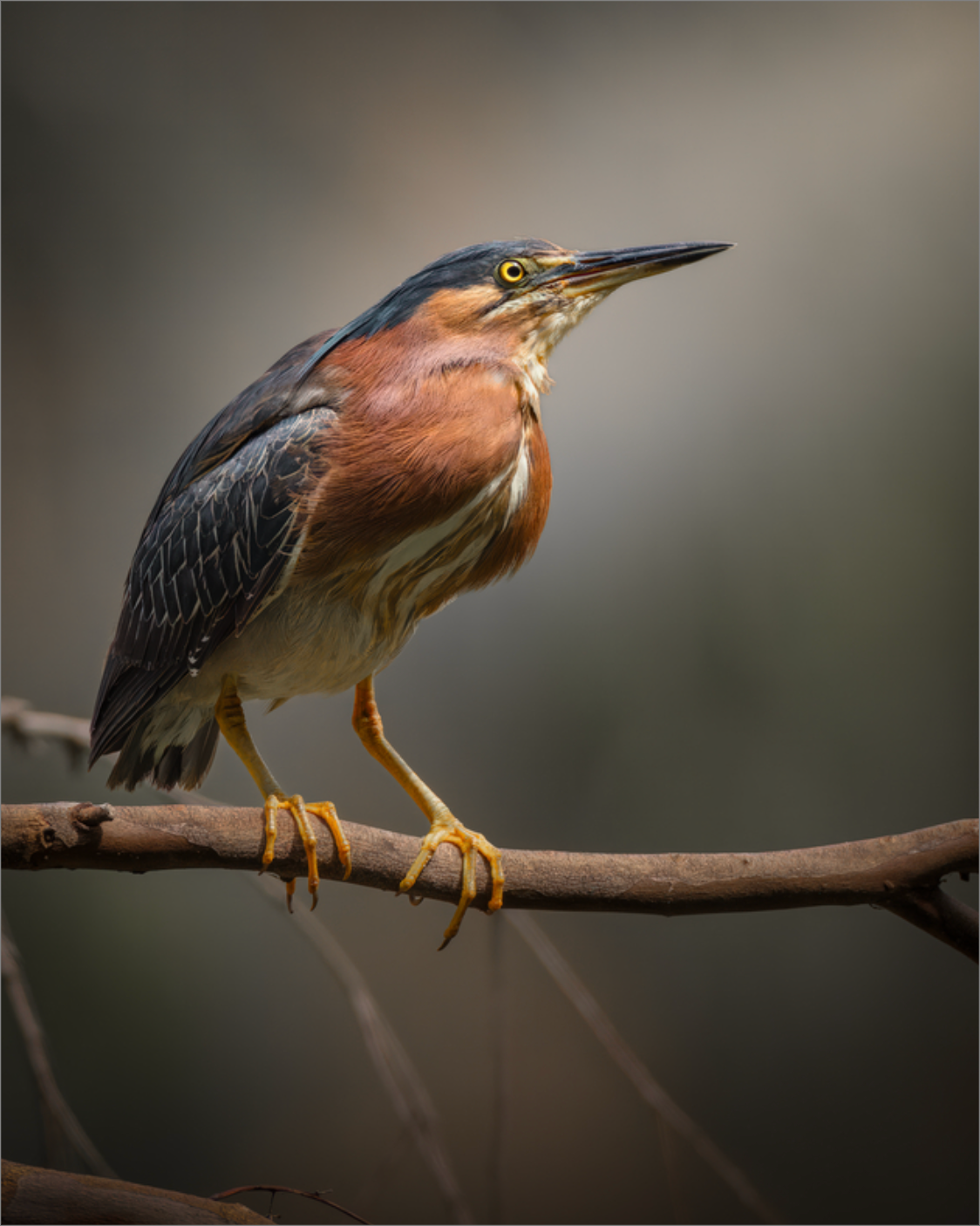 Green Heron Glamour Shot