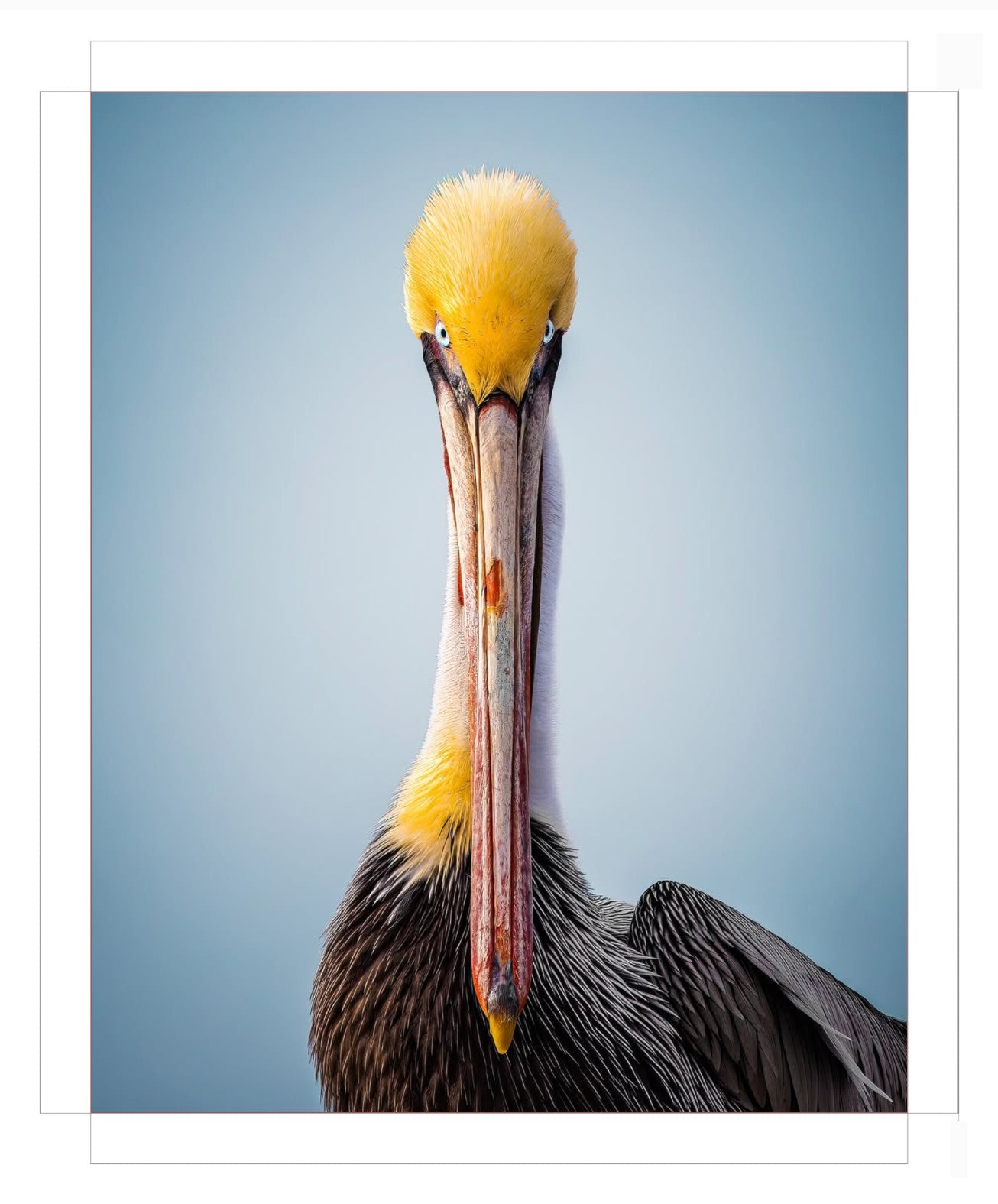 "Intense Pelican"
