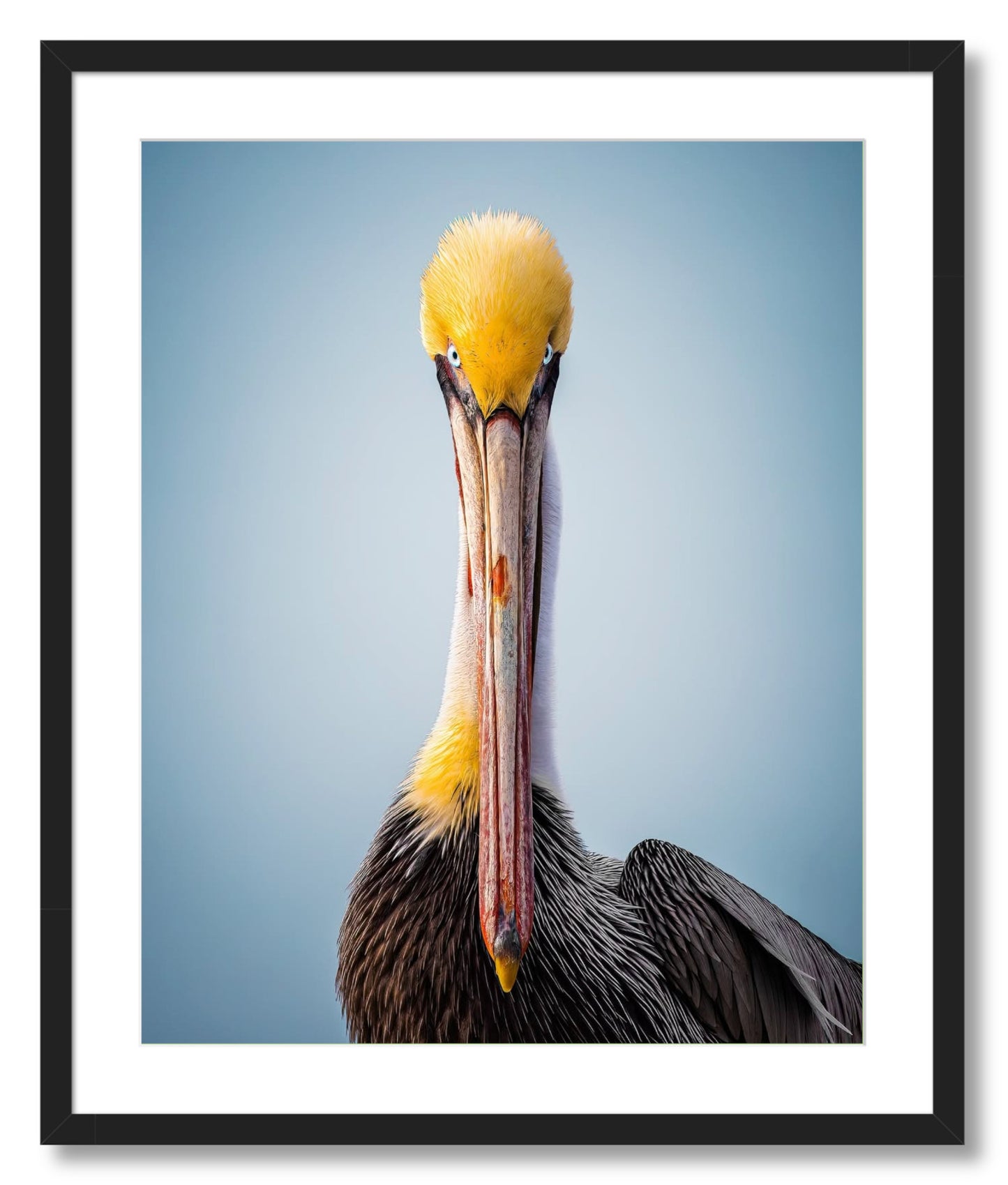 "Intense Pelican"