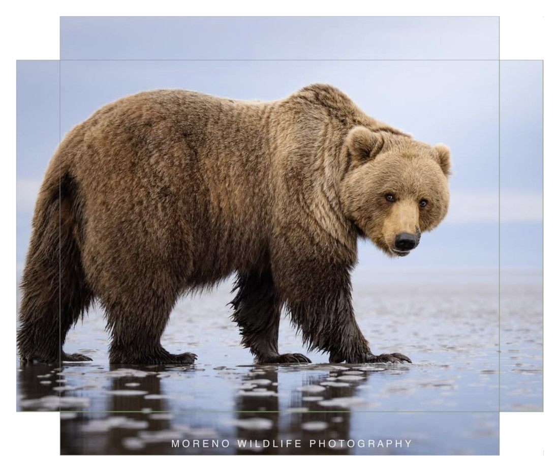 "Mudflats Bear"