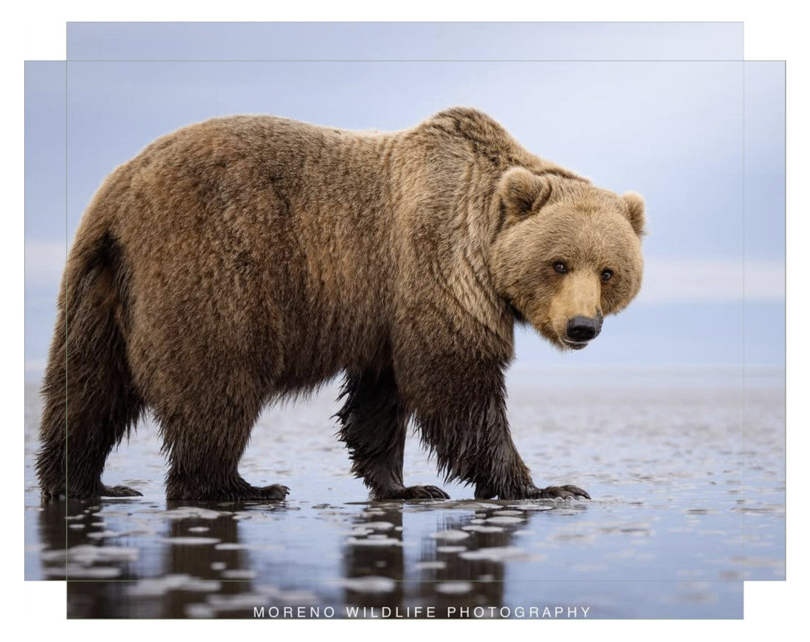 "Mudflats Bear"