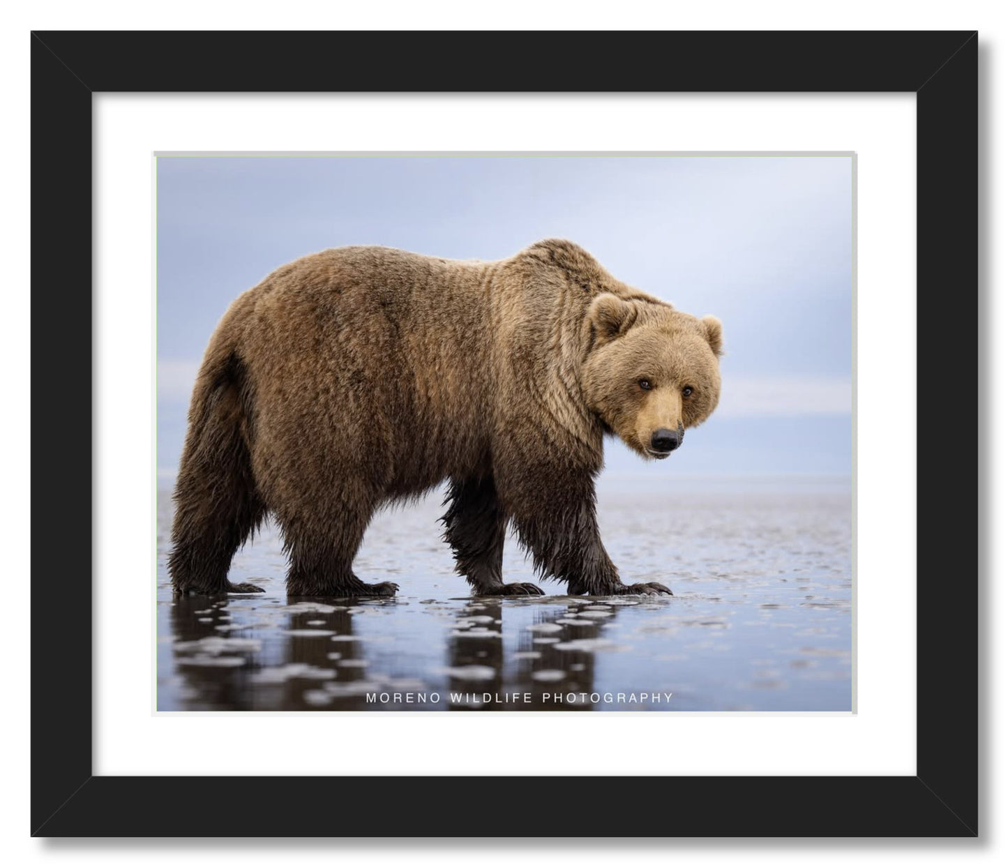 "Mudflats Bear"