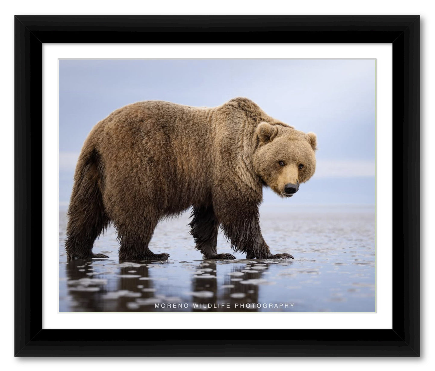 "Mudflats Bear"