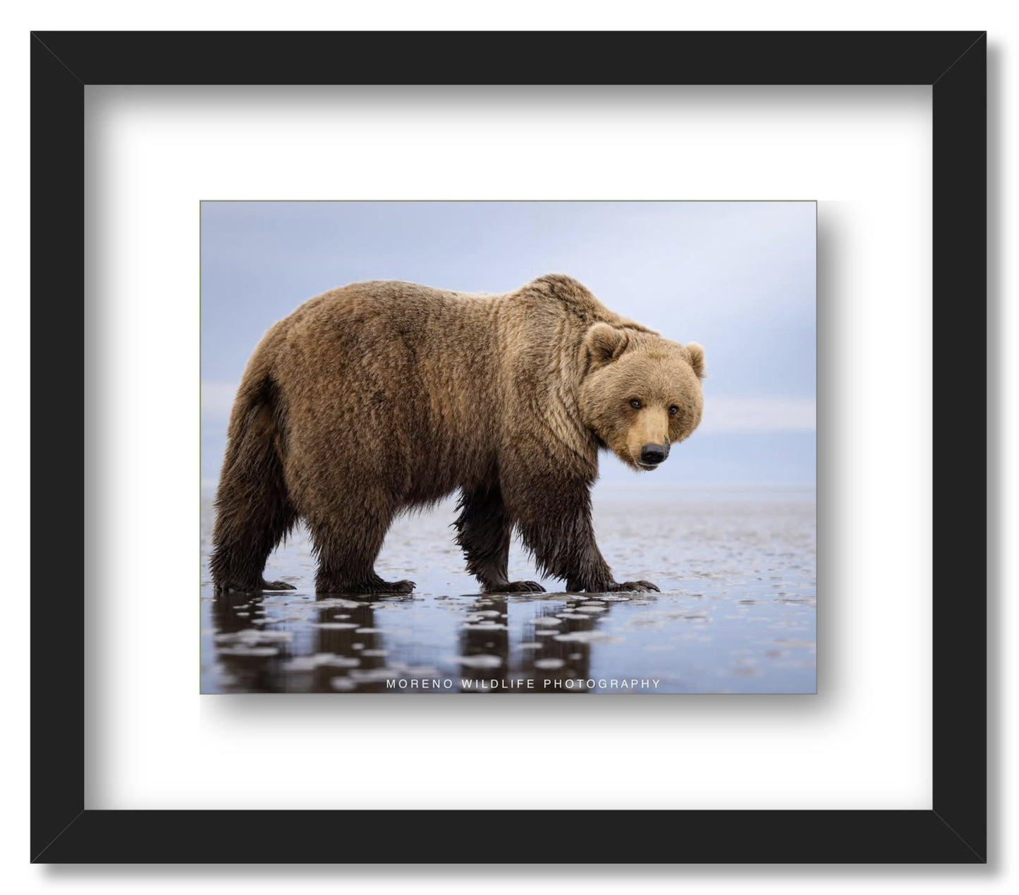 "Mudflats Bear"