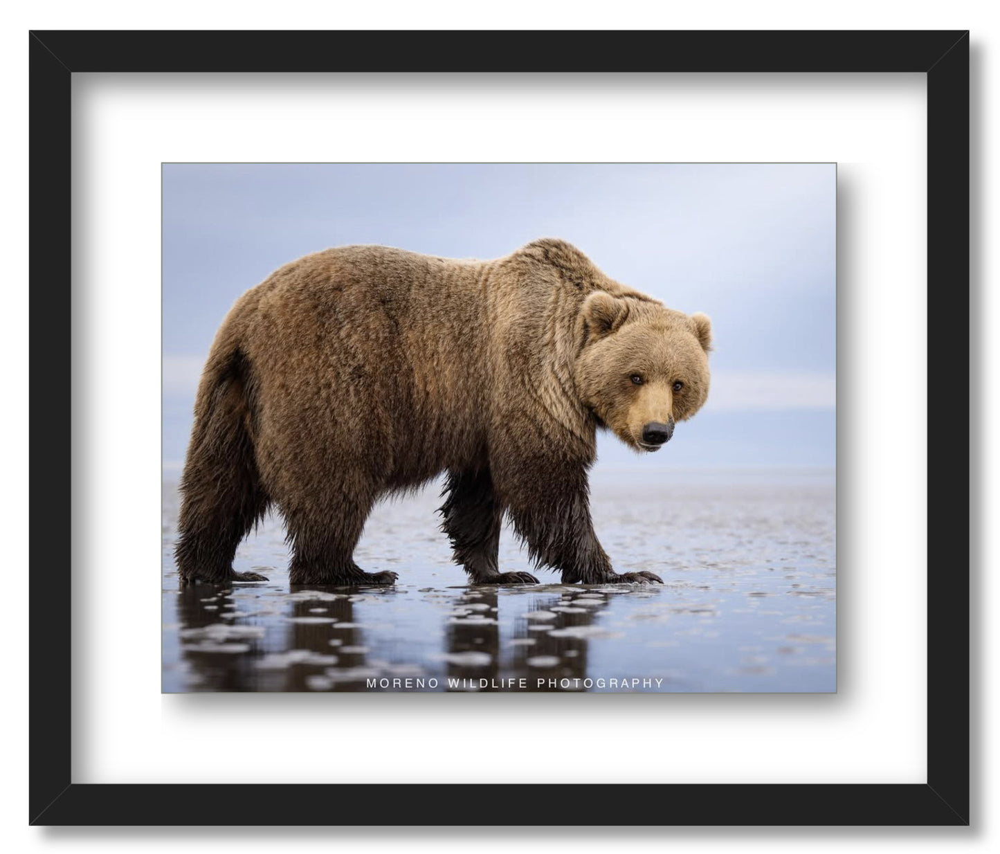 "Mudflats Bear"