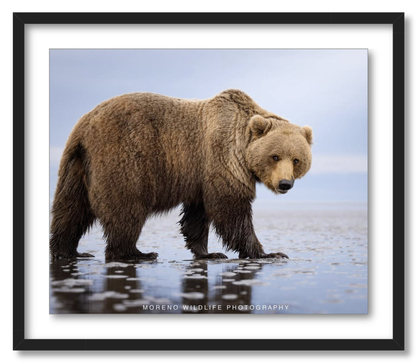 "Mudflats Bear"