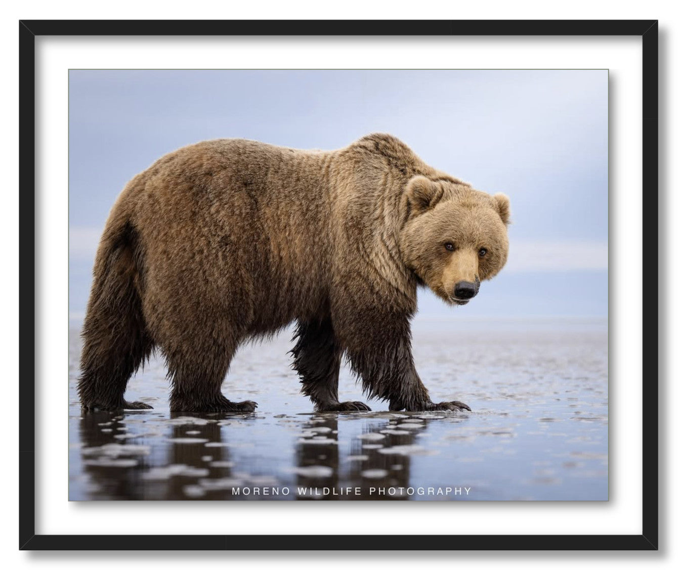 "Mudflats Bear"