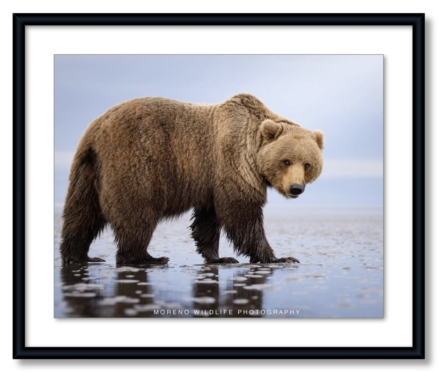 "Mudflats Bear"