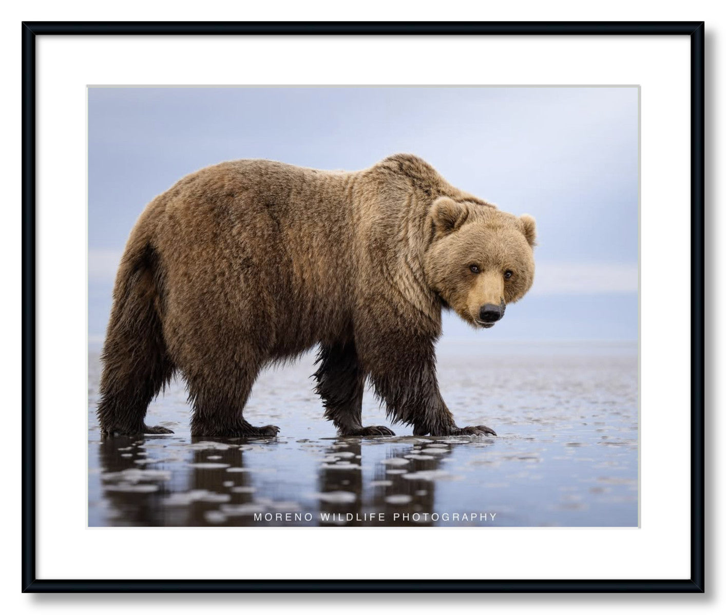 "Mudflats Bear"