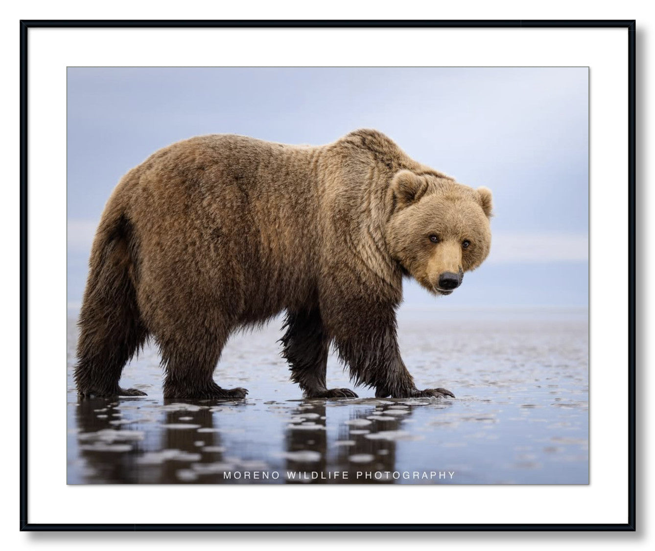 "Mudflats Bear"