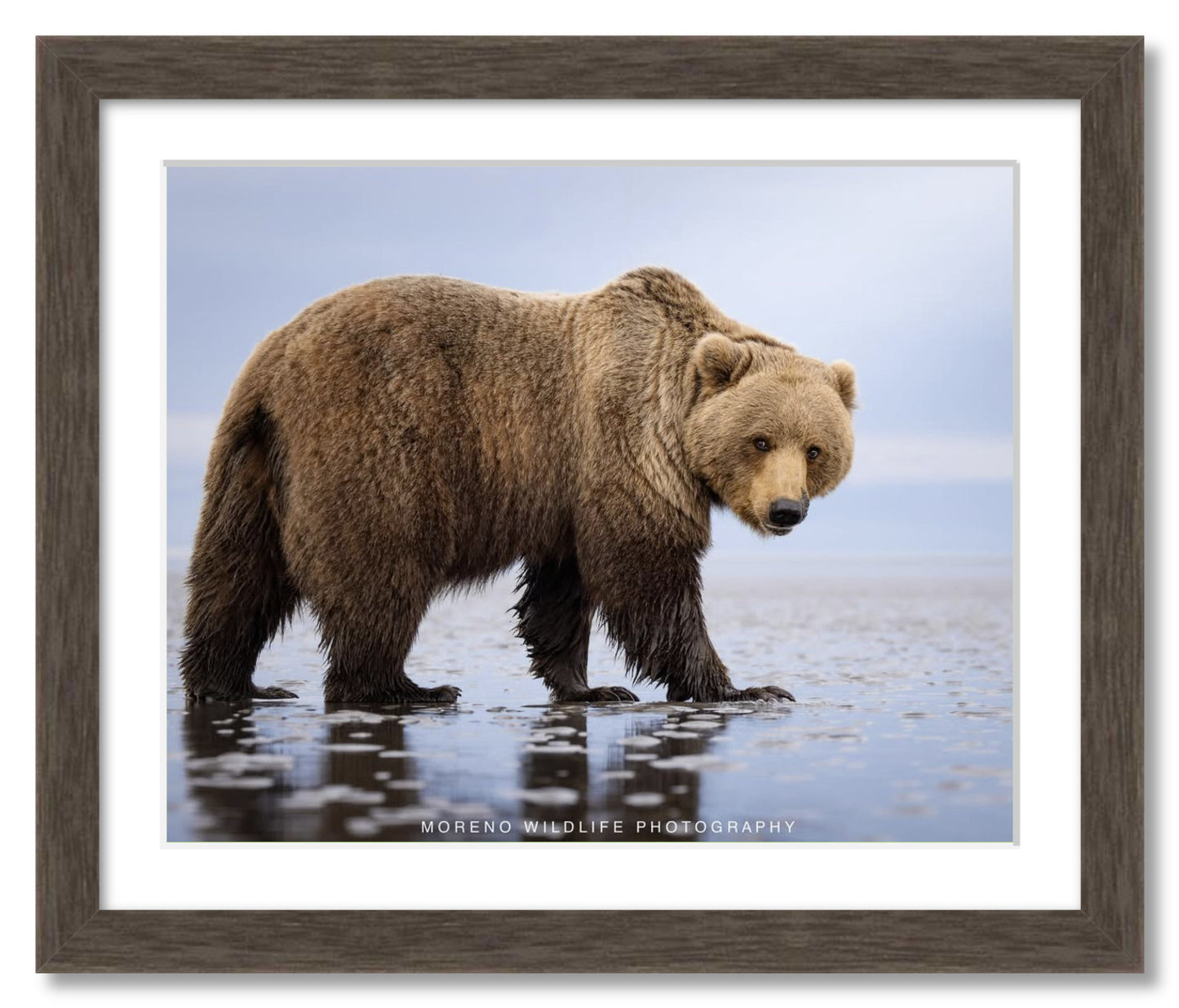 "Mudflats Bear"