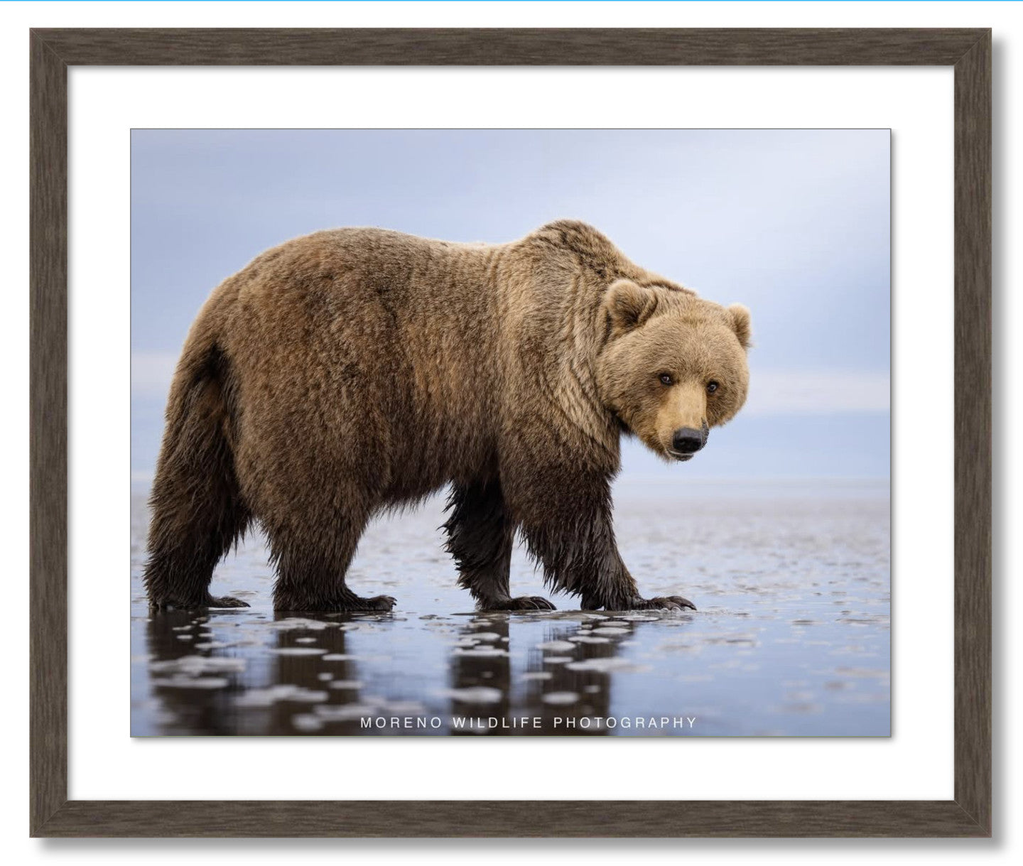 "Mudflats Bear"