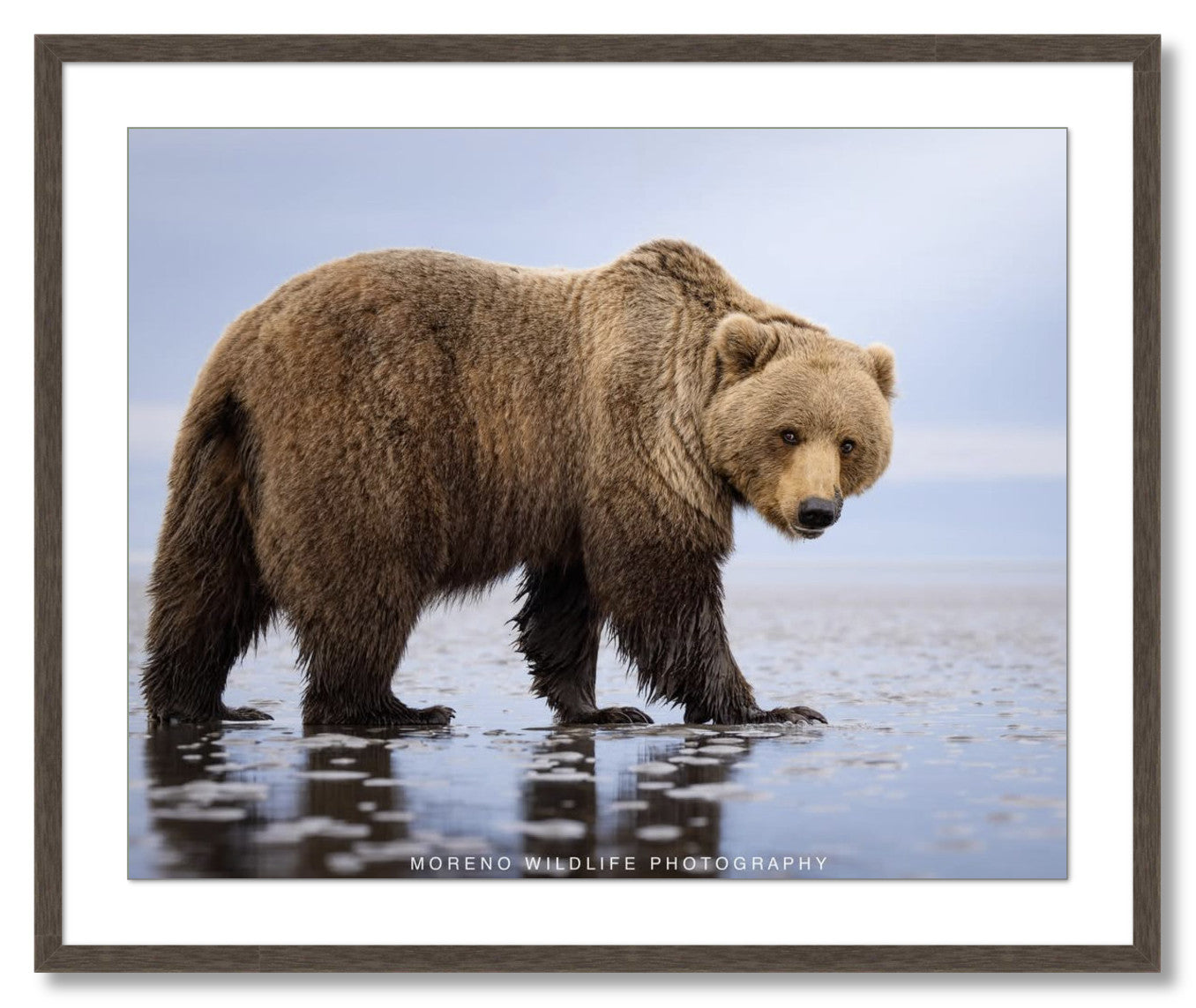 "Mudflats Bear"