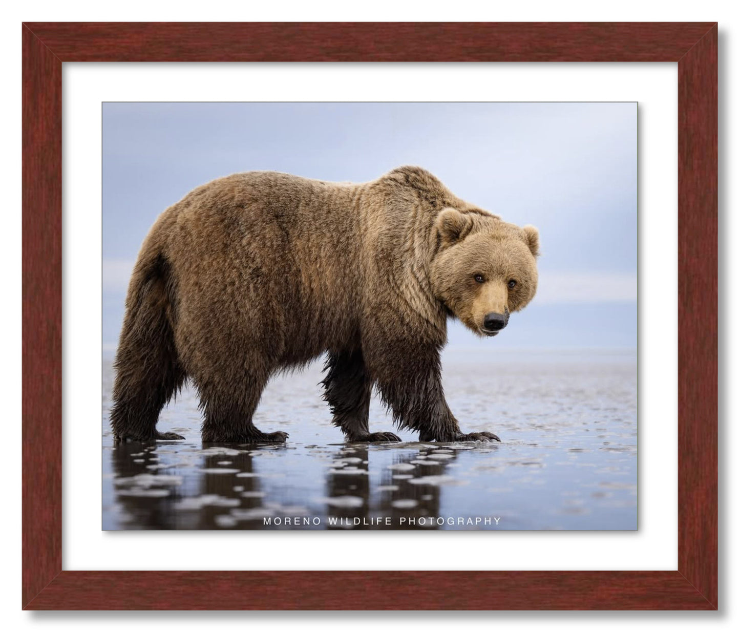 "Mudflats Bear"